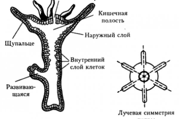 Как вывести с кракена